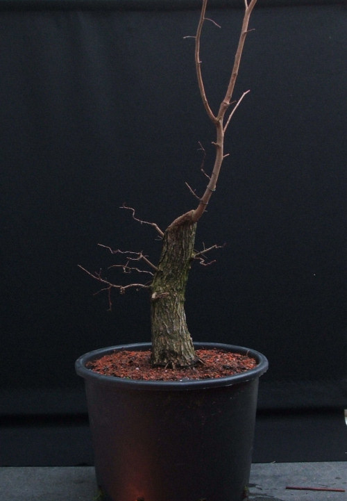 bonsai branches